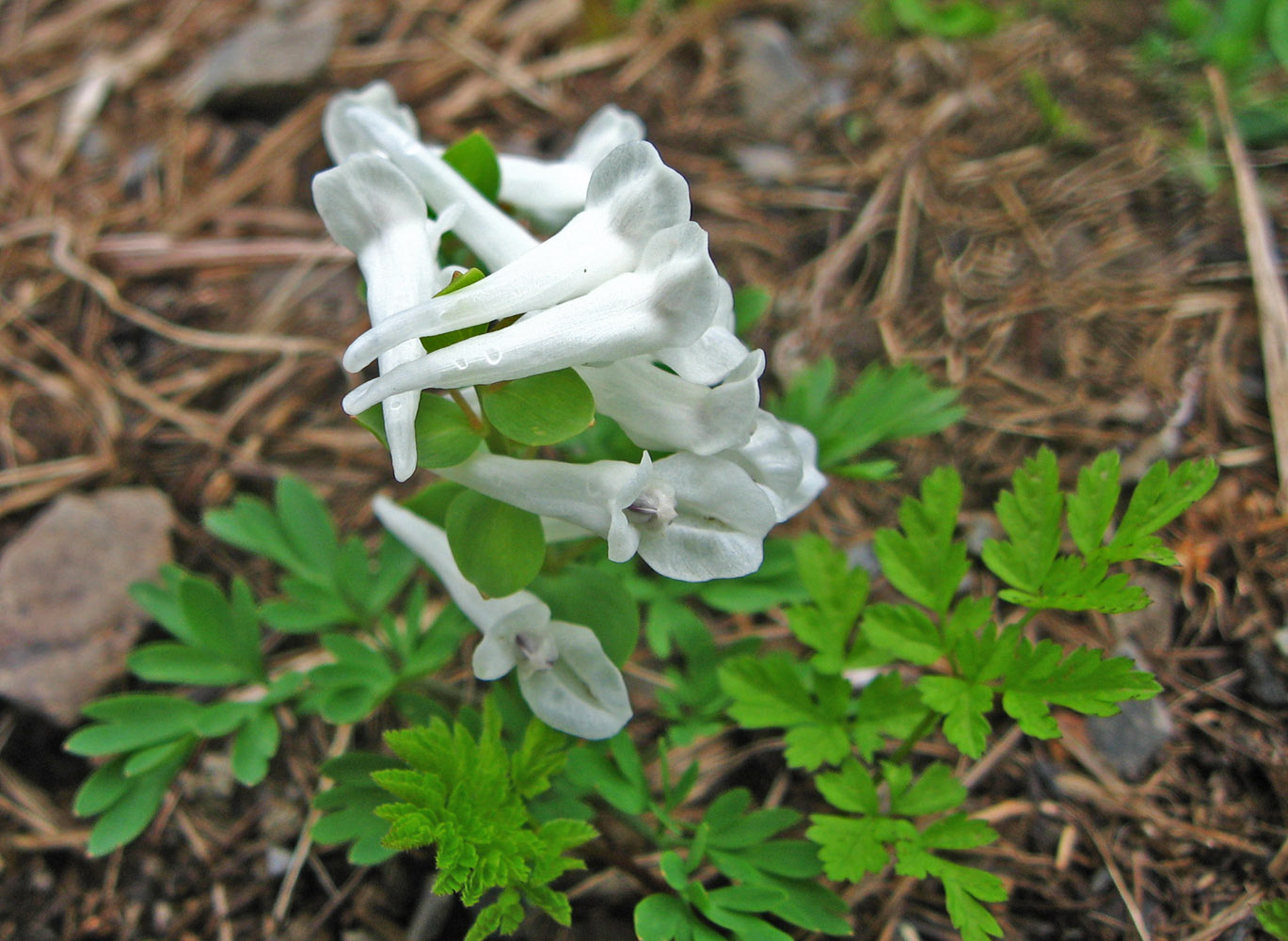 Изображение особи Corydalis vittae.