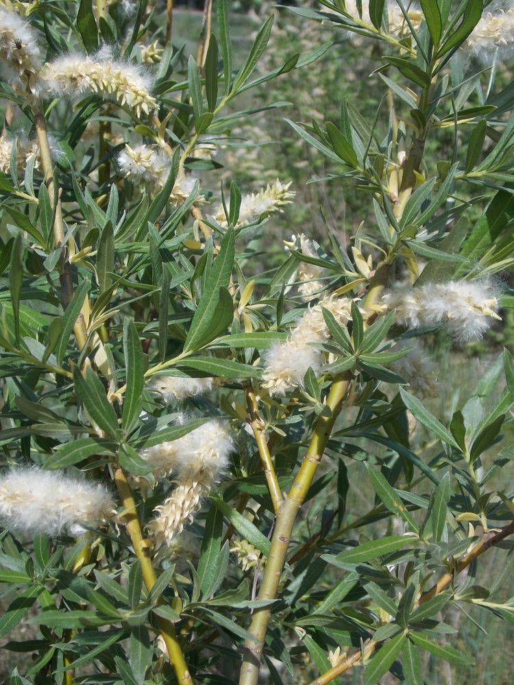 Image of Salix viminalis specimen.