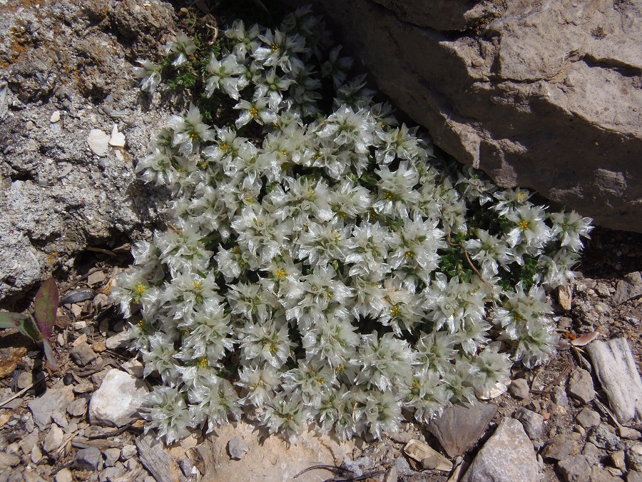 Изображение особи Paronychia cephalotes.