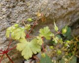 Geranium lucidum. Верхушка побега со зрелыми и незрелыми плодами. Крым, окр. пос. Никита, Никитская расселина. 24.05.2013.