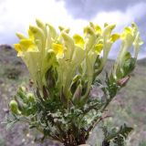 Scutellaria grossheimiana