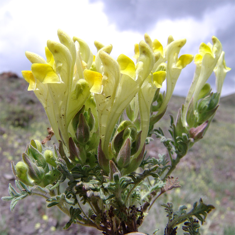 Image of Scutellaria grossheimiana specimen.