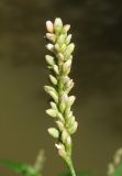 Image of taxon representative. Author is Александр Фатерыга