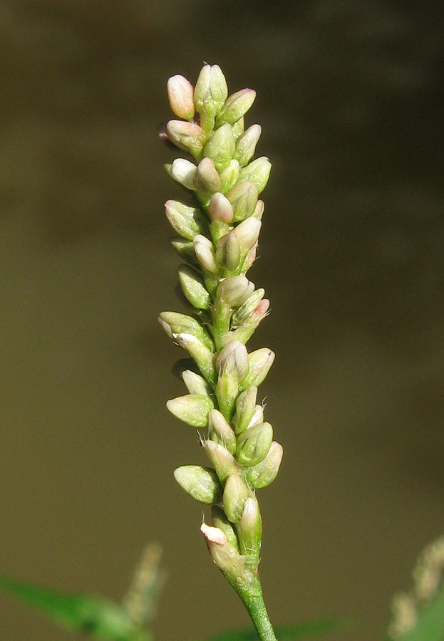 Image of genus Persicaria specimen.