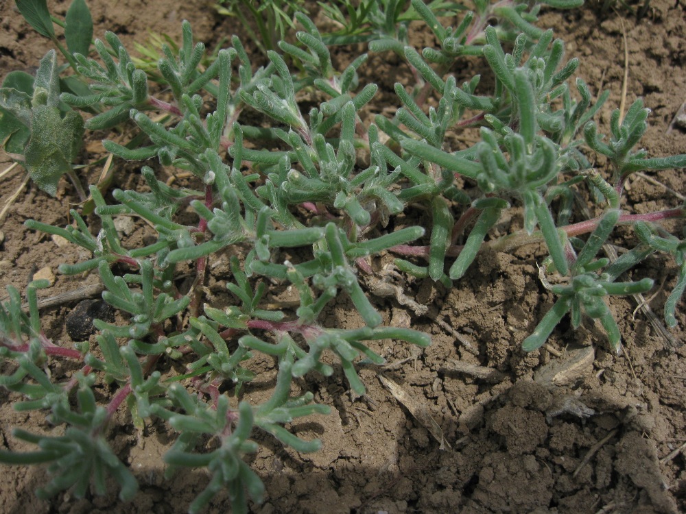 Изображение особи Halimocnemis rarifolia.