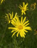 Doronicum macrophyllum