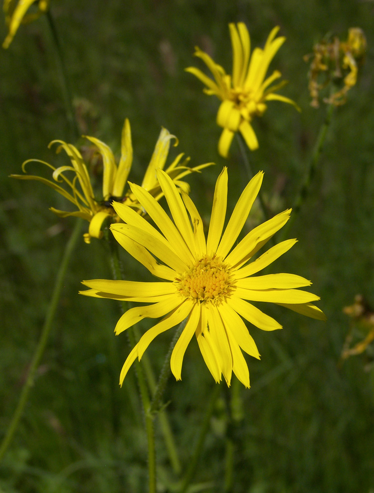 Изображение особи Doronicum macrophyllum.