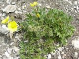 Potentilla depressa