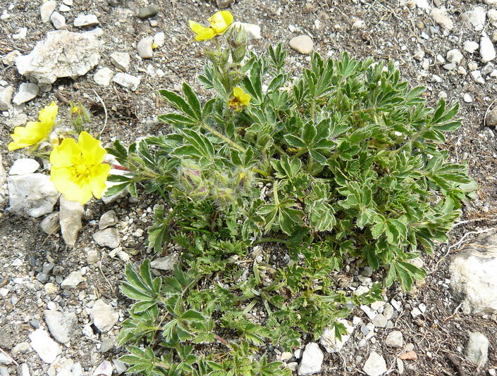 Image of Potentilla depressa specimen.