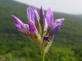Image of taxon representative. Author is Татьяна Винокурова