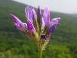 Psoralea bituminosa subspecies pontica. Соцветие. Краснодарский край, Абинский р-н, окр. станицы Шапсугская, известняковый карьер, обочина горной дороги. 18.08.2013.