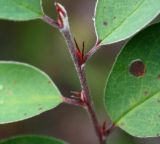 Cotoneaster integerrimus. Верхушка побега. Эстония, уезд Рапламаа, облесённый сосной альвар. 20.06.2013.