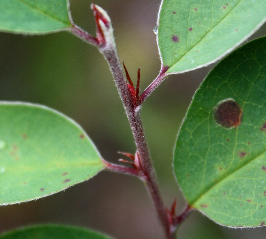 Изображение особи Cotoneaster integerrimus.