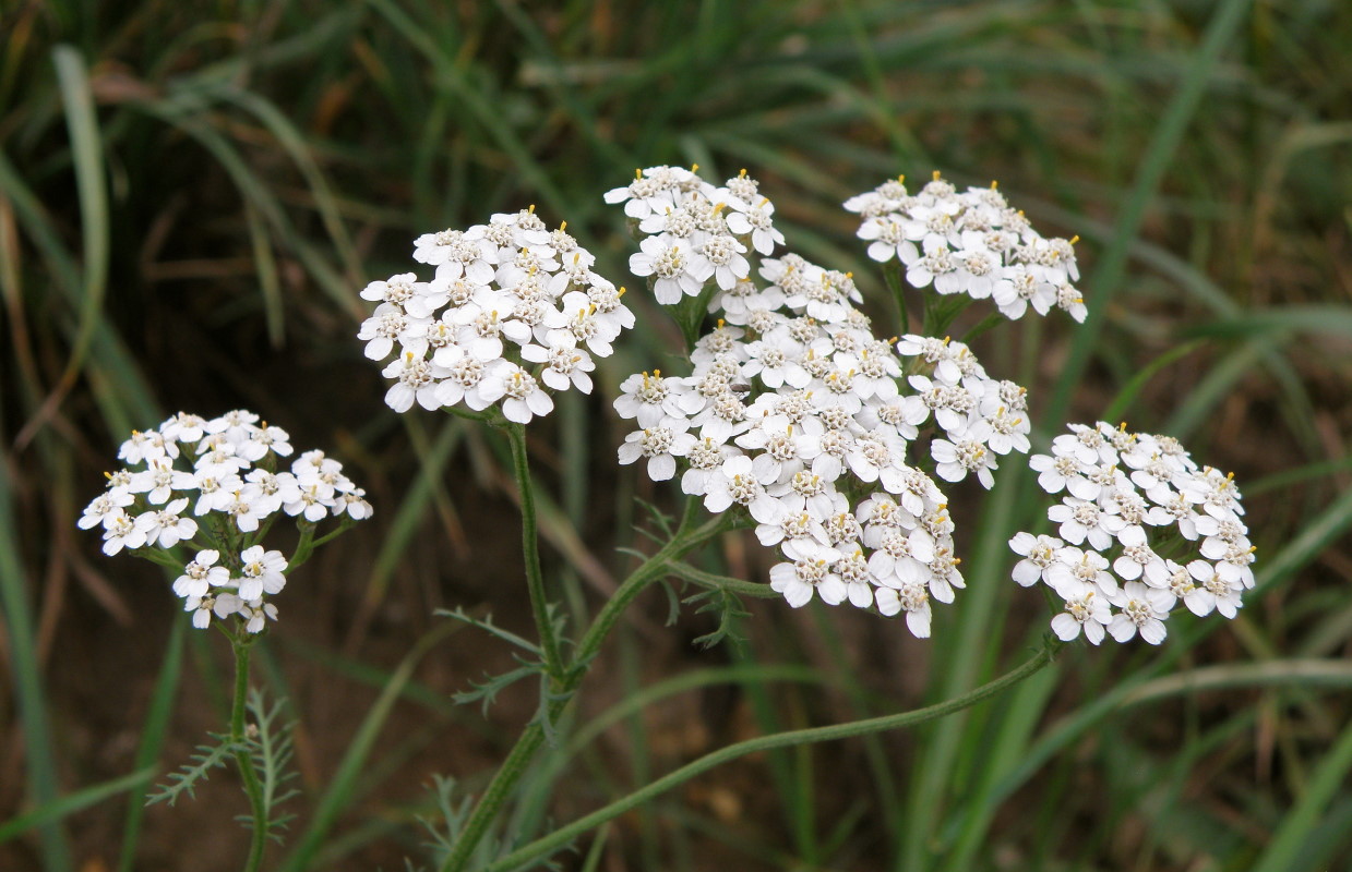 Изображение особи Achillea millefolium.