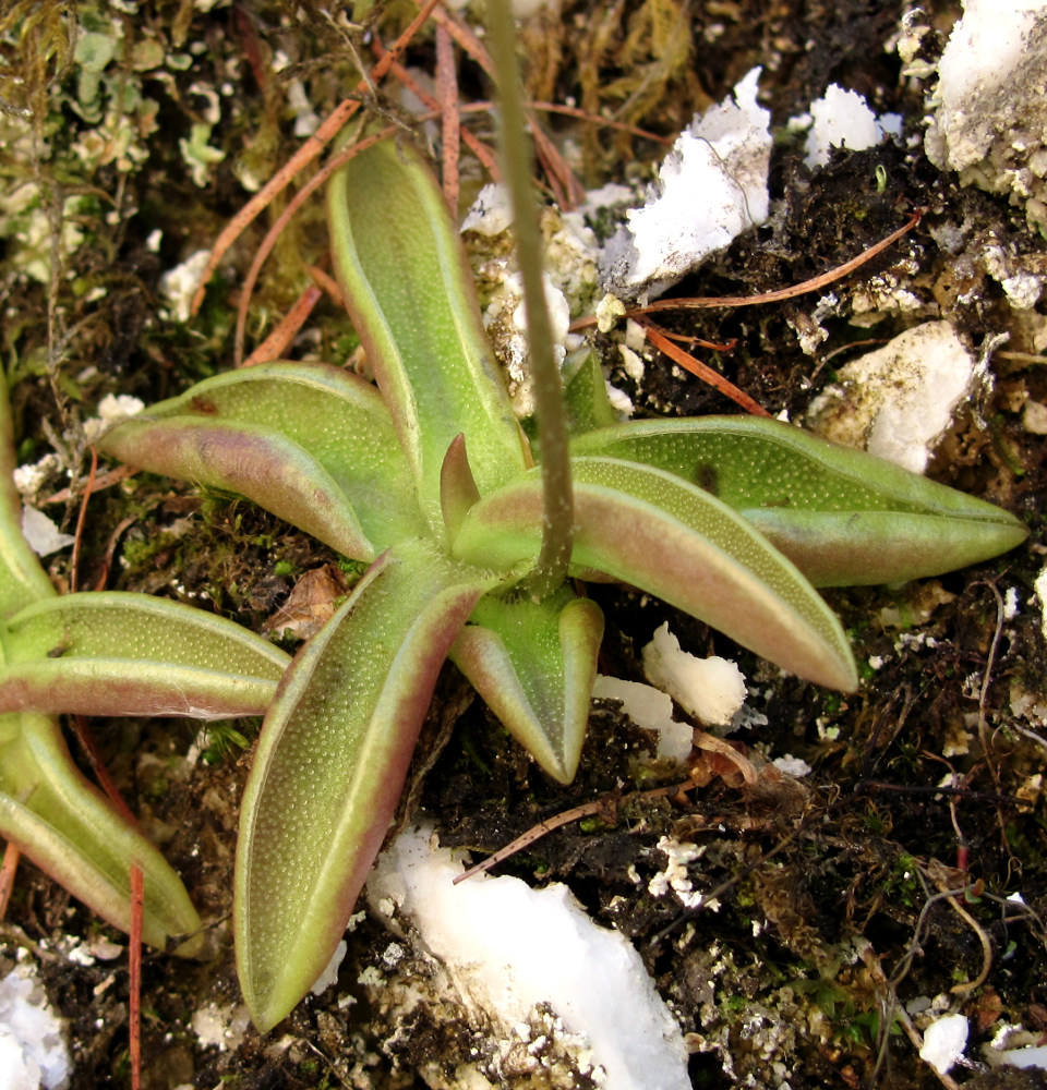 Image of Pinguicula alpina specimen.