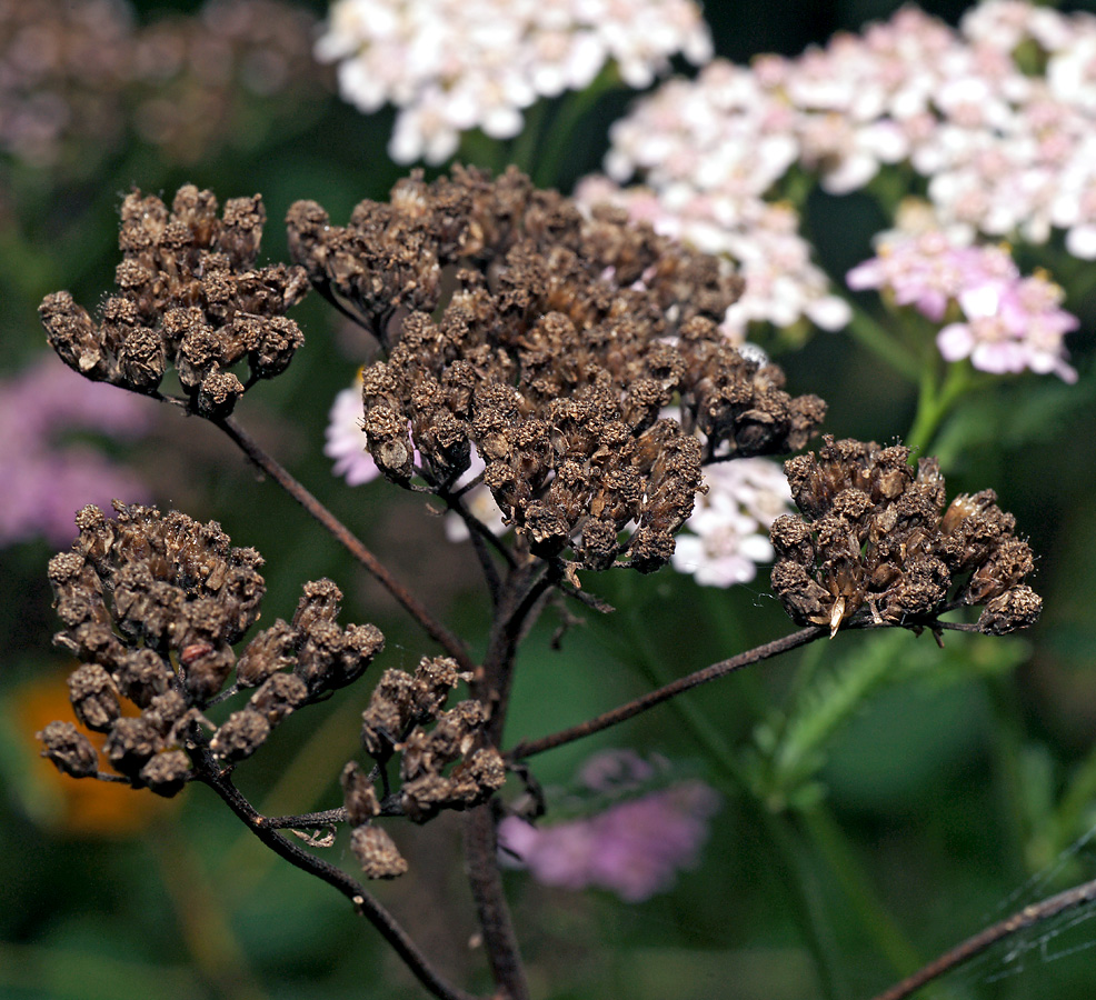 Изображение особи Achillea millefolium.