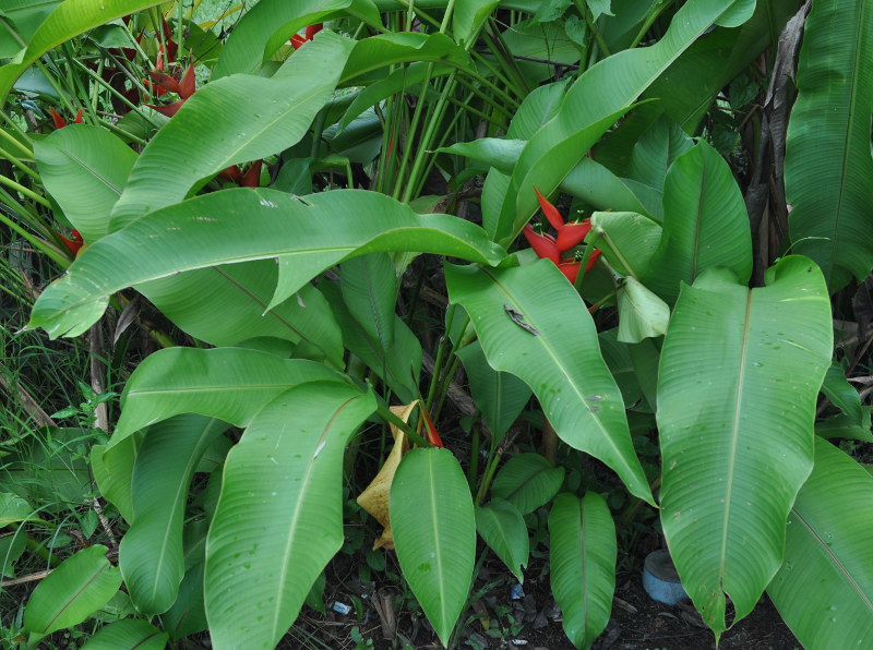 Изображение особи Heliconia stricta.