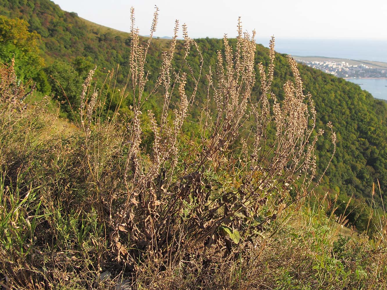 Image of Salvia tesquicola specimen.