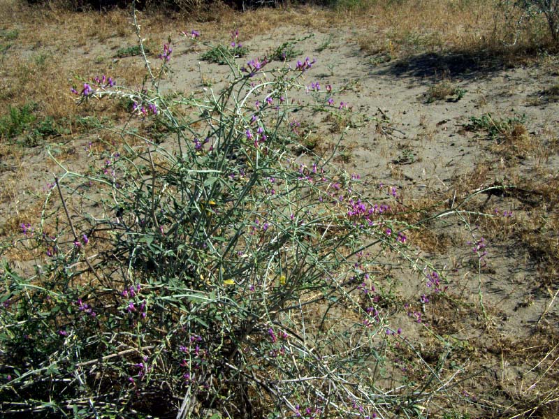 Изображение особи Astragalus unifoliolatus.