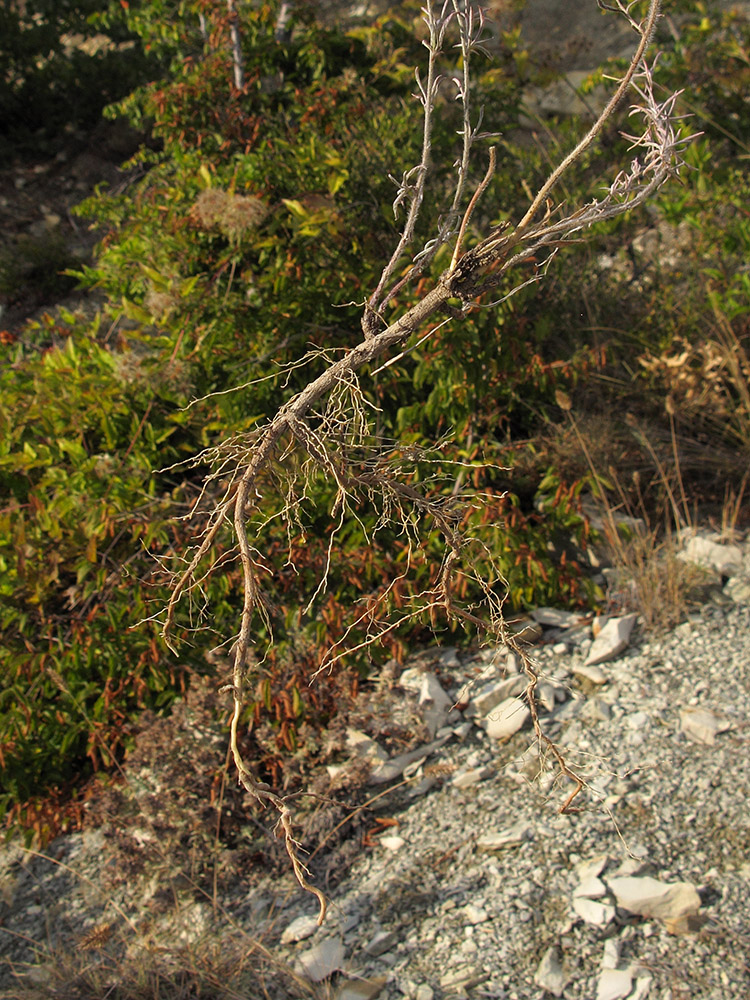 Image of Convolvulus cantabrica specimen.