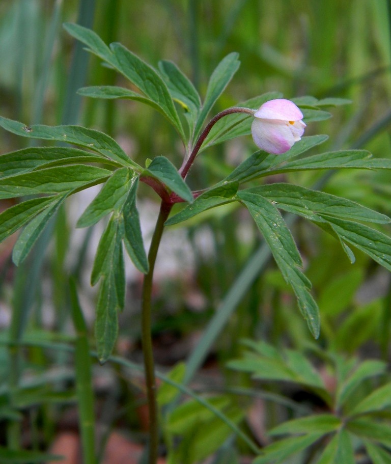 Image of Anemone caerulea specimen.