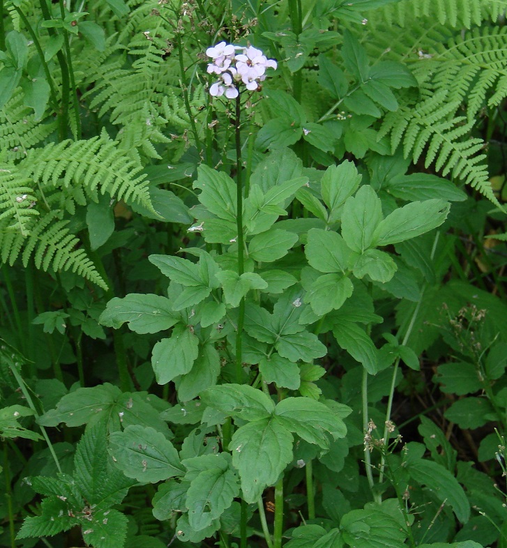 Image of Cardamine macrophylla specimen.