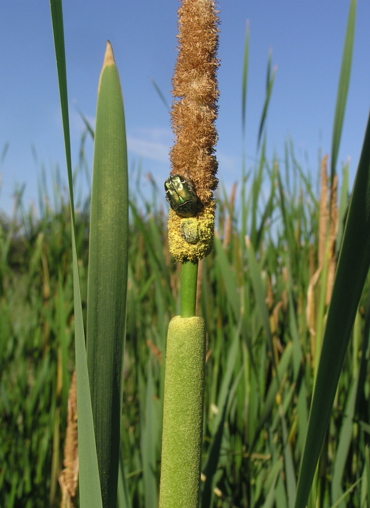 Изображение особи Typha &times; glauca.