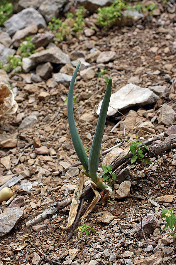 Image of Allium pskemense specimen.