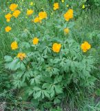 Trollius kytmanovii