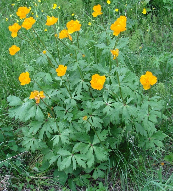 Изображение особи Trollius kytmanovii.