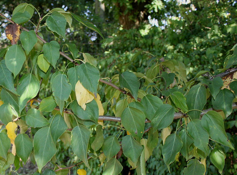 Изображение особи Pyrus hondoensis.