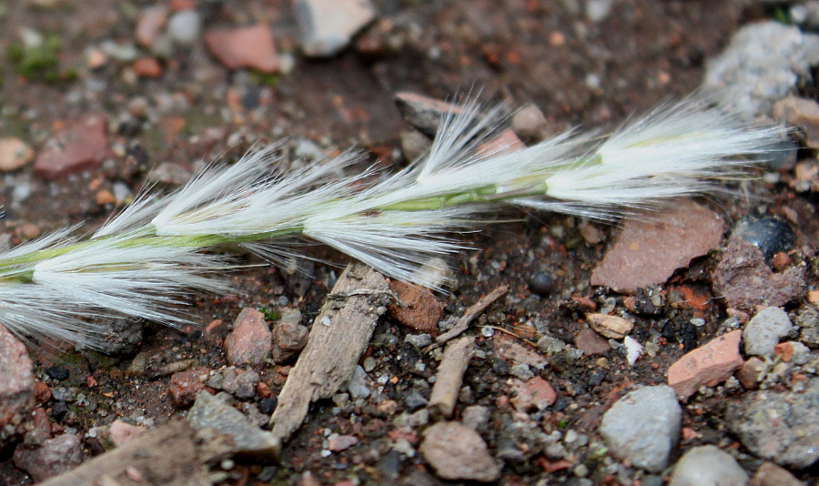 Image of Miscanthus sinensis specimen.