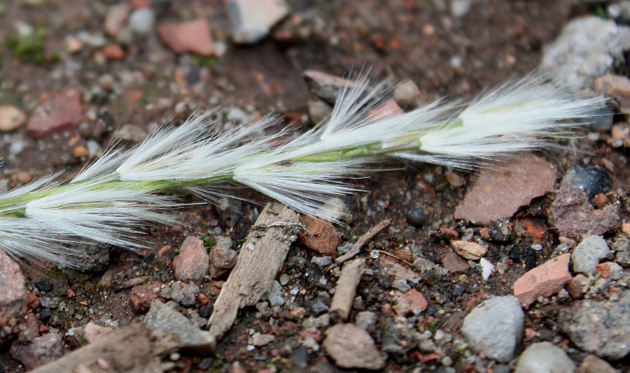 Изображение особи Miscanthus sinensis.