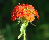 Lychnis chalcedonica