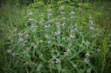 Phlomis majkopensis