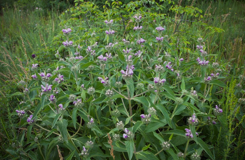 Image of Phlomis majkopensis specimen.