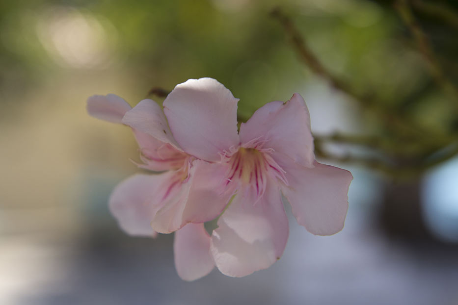 Изображение особи Nerium oleander.