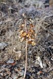 Eremurus lactiflorus