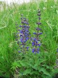 Salvia stepposa. Цветущее растение. Пермский край, Кунгурский р-н, окр. с. Филипповка, северная часть Кунгурской лесостепи, гора Ледяная, южный склон. 14.06.2013.