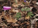 Anemone banketovii