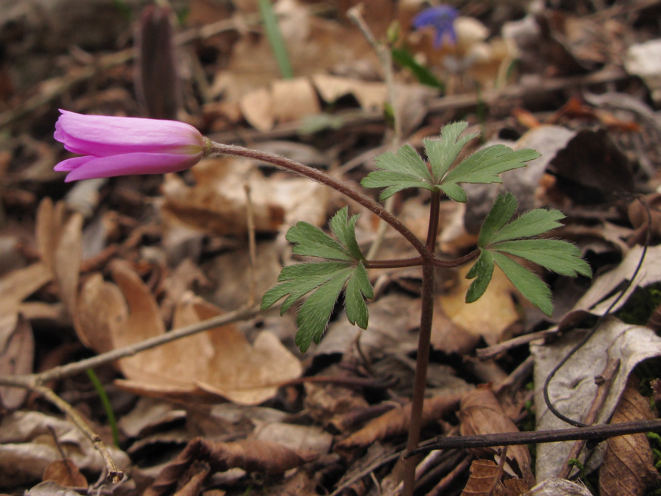 Изображение особи Anemone banketovii.