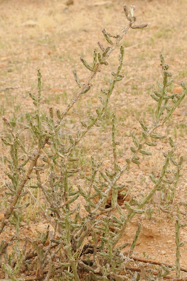 Изображение особи Cylindropuntia leptocaulis.