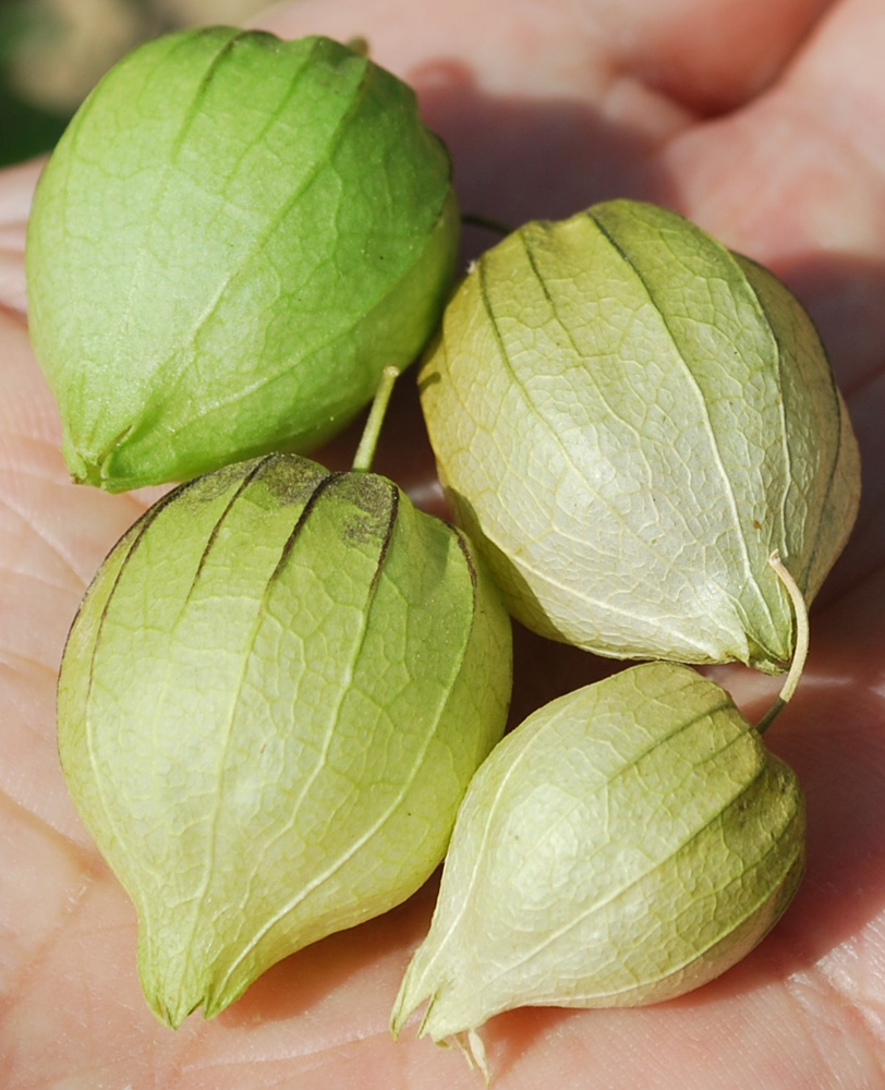 Изображение особи Physalis angulata.