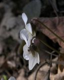 Viola alba var. albiflora