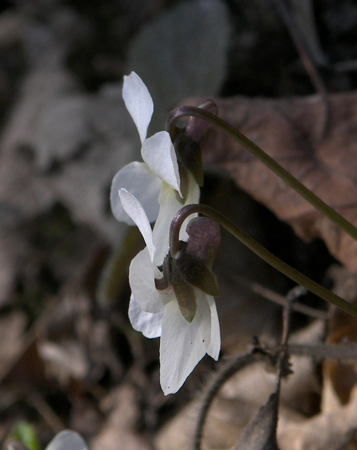 Изображение особи Viola alba var. albiflora.