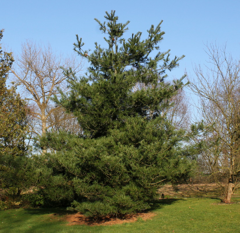 Image of Pinus armandii specimen.