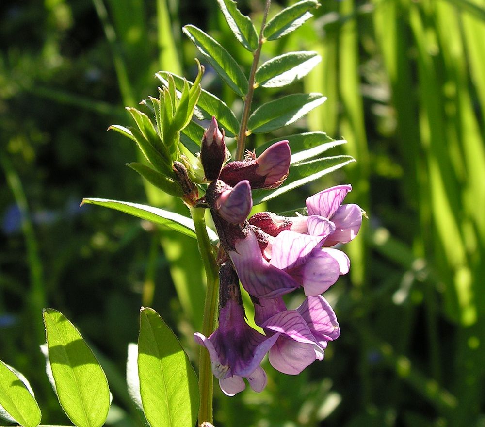 Image of Vicia sepium specimen.