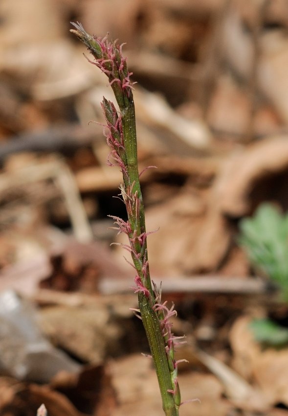 Image of Carex siderosticta specimen.