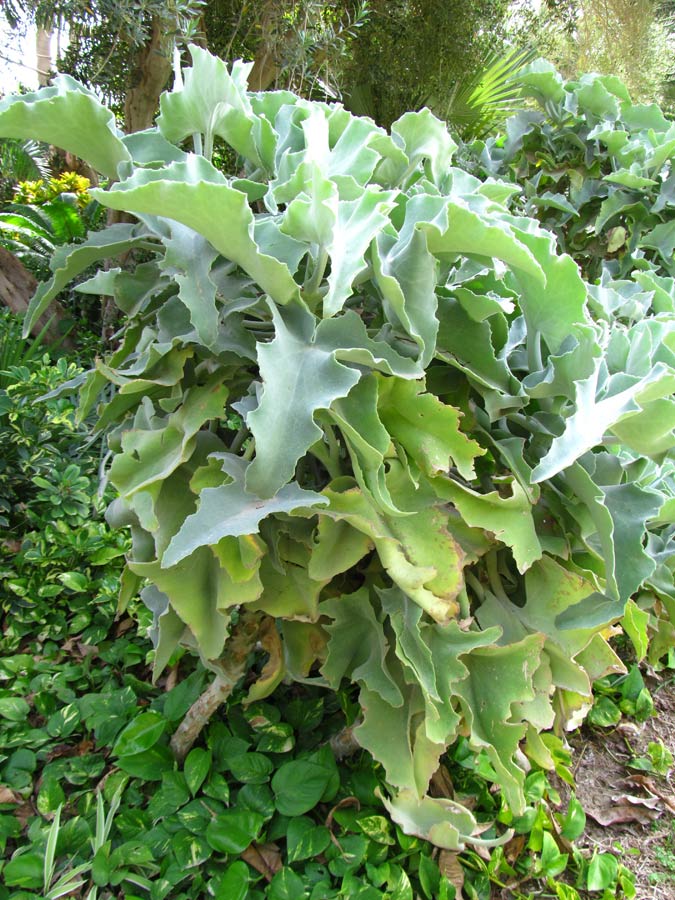 Image of Kalanchoe beharensis specimen.