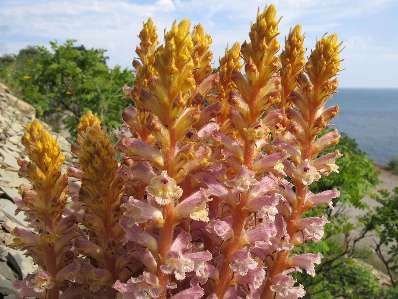 Изображение особи Orobanche laxissima.